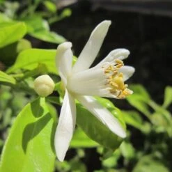Citrus - Lemon Eureka 9 Citrus - Lemon Eureka -Plant Seed Store lemon blossom 500 2
