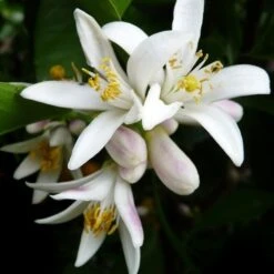 Citrus - Lemon Lisbon 16 Citrus - Lemon Lisbon -Plant Seed Store lemon flower 500 1