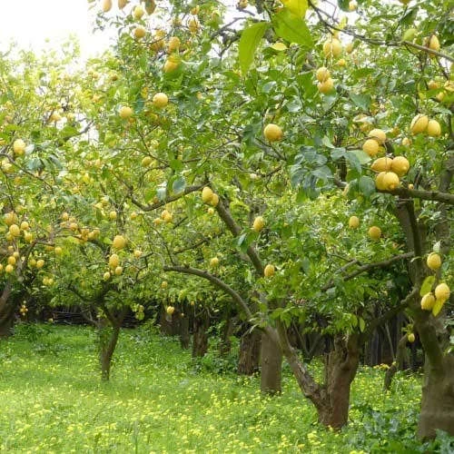 Citrus - Lemon Lisbon 1 Citrus - Lemon Lisbon