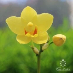 Spathoglottis Lemon Kiss - Native Orchid -Plant Seed Store lemon kiss native orchid