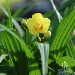 Spathoglottis Lemon Kiss - Native Orchid -Plant Seed Store lemon kiss orchid