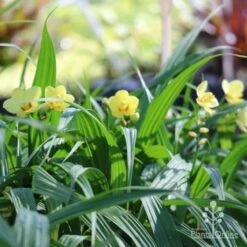 Spathoglottis Lemon Kiss - Native Orchid -Plant Seed Store lemon kiss orchid plants