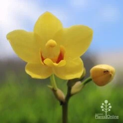 Spathoglottis Lemon Kiss - Native Orchid -Plant Seed Store lemon kiss yellow orchid