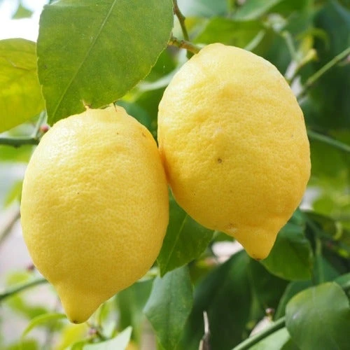 Citrus - Lemon Eureka 2 Citrus - Lemon Eureka - Image 2