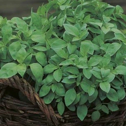 Basil Lemon - Seed 2 Basil Lemon - Seed - Image 2