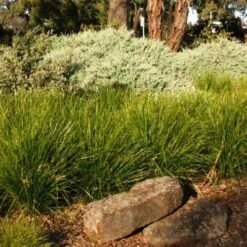 Lomandra Lime Tuff 12 Lomandra Lime Tuff -Plant Seed Store lime tuff border 1