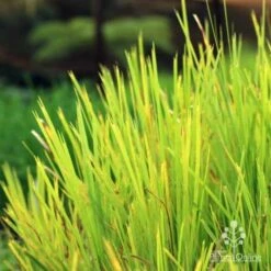 Lomandra Lime Tuff 14 Lomandra Lime Tuff -Plant Seed Store lime tuff colour