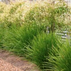 New Products 19 Lomandra Lime Tuff