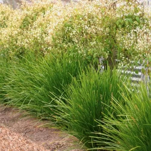 Lomandra Lime Tuff 1 Lomandra Lime Tuff