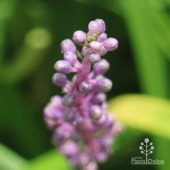 Liriope Amethyst 11 Liriope Amethyst -Plant Seed Store liriope amethyst buds close