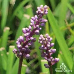 Liriope Amethyst 9 Liriope Amethyst -Plant Seed Store liriope amethyst flower 500 1