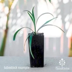 Liriope Amethyst 10 Liriope Amethyst -Plant Seed Store liriope amethyst tube