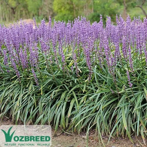 Liriope Amethyst 2 Liriope Amethyst - Image 2