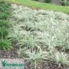 Liriope Silverlawn
