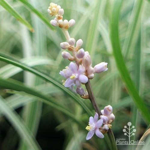 Liriope Silverlawn 3 Liriope Silverlawn - Image 3
