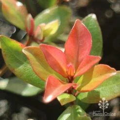 Metrosideros Little Ewan - Dwarf NZ Christmas Bush 19 Metrosideros Little Ewan - Dwarf NZ Christmas Bush -Plant Seed Store little ewan new leaf colour