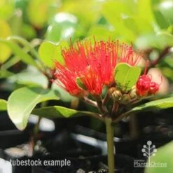 Metrosideros Little Ewan - Dwarf NZ Christmas Bush 25 Metrosideros Little Ewan - Dwarf NZ Christmas Bush -Plant Seed Store little ewan tubestock