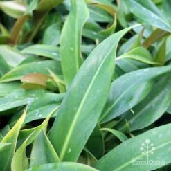 Philodendron Little Phil -Plant Seed Store little phil leaf