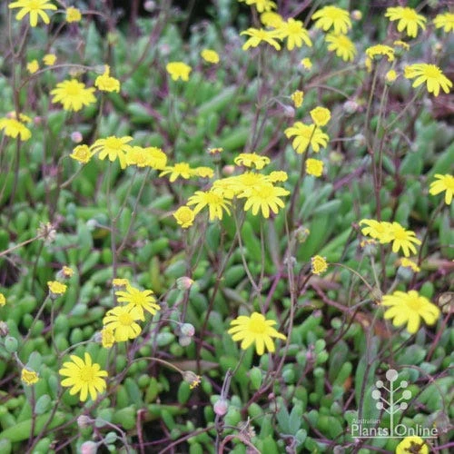 Othonna Ruby Necklace - Little Pickles - Succulent 1 Othonna Ruby Necklace - Little Pickles - Succulent