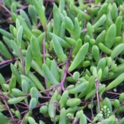 Othonna Ruby Necklace - Little Pickles - Succulent 13 Othonna Ruby Necklace - Little Pickles - Succulent -Plant Seed Store little pickles red stems close 500