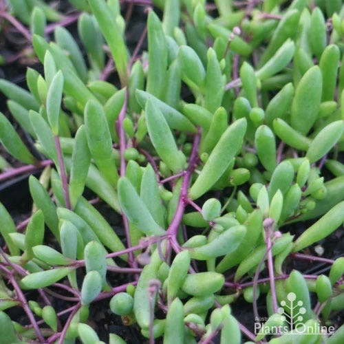 Othonna Ruby Necklace - Little Pickles - Succulent 7 Othonna Ruby Necklace - Little Pickles - Succulent - Image 7