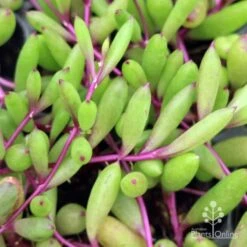 Othonna Ruby Necklace - Little Pickles - Succulent 9 Othonna Ruby Necklace - Little Pickles - Succulent -Plant Seed Store little pickles ruby necklace