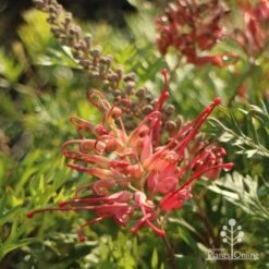 Grevillea Little Robyn -Plant Seed Store little robyn flower side 500