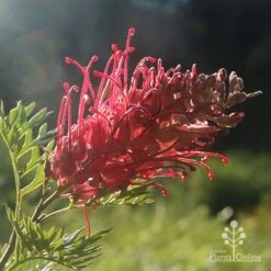 Grevillea Little Robyn -Plant Seed Store little robyn grevillea backlit