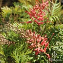 Grevillea Little Robyn -Plant Seed Store little robyn tubestock flowering