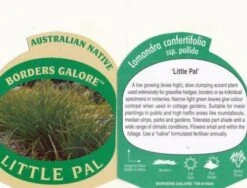 Lomandra Little Pal 7 Lomandra Little Pal -Plant Seed Store little pal 1