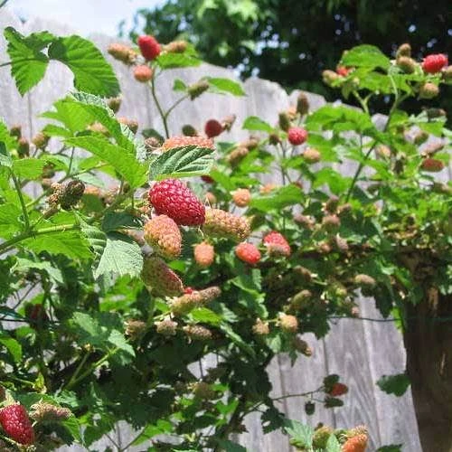 Loganberry 1 Loganberry