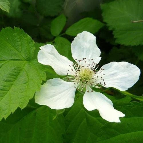 Loganberry 5 Loganberry - Image 5