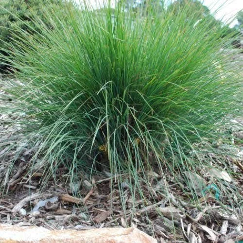 Lomandra Frosty Top 1 Lomandra Frosty Top