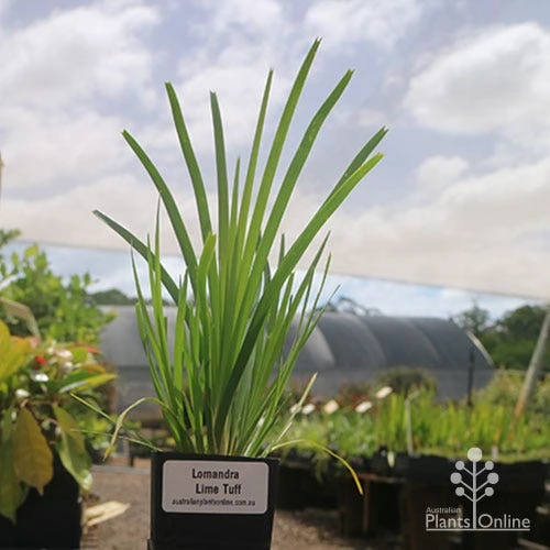Lomandra Lime Tuff 2 Lomandra Lime Tuff - Image 2