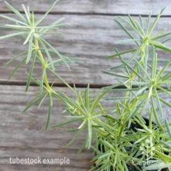 Lotus Red Flash - Parrot's Beak 14 Lotus Red Flash - Parrot's Beak -Plant Seed Store lotus red flash