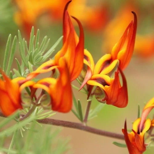 Lotus Red Flash - Parrot's Beak 1 Lotus Red Flash - Parrot's Beak