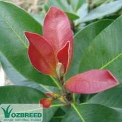 Tristaniopsis Luscious - Water Gum 27 Tristaniopsis Luscious - Water Gum -Plant Seed Store luscious 500