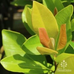 Tristaniopsis Luscious - Water Gum 32 Tristaniopsis Luscious - Water Gum -Plant Seed Store luscious new leaves