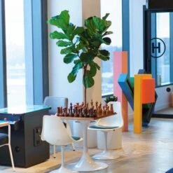 Ficus Lyrata - Fiddle Leaf Fig 15 Ficus Lyrata - Fiddle Leaf Fig -Plant Seed Store lyrata chessboard