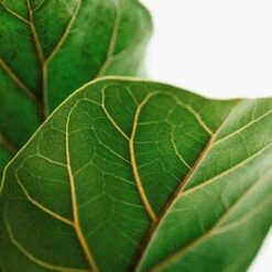 Ficus Lyrata Bambino - Fiddle Leaf Fig 11 Ficus Lyrata Bambino - Fiddle Leaf Fig -Plant Seed Store lyrata leaf closeup