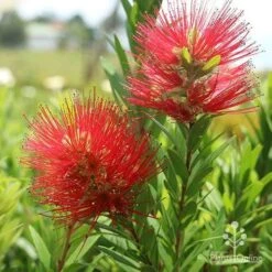 Callistemon Macarthur 21 Callistemon Macarthur -Plant Seed Store macarthur flowers tunestock