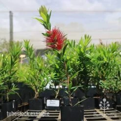 Callistemon Macarthur 23 Callistemon Macarthur -Plant Seed Store macarthur tubestock