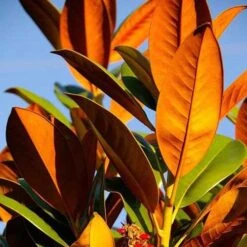 Magnolia Little Gem 14 Magnolia Little Gem -Plant Seed Store magnolia 500 2