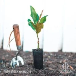 Magnolia Little Gem 15 Magnolia Little Gem -Plant Seed Store magnolia little gem tube