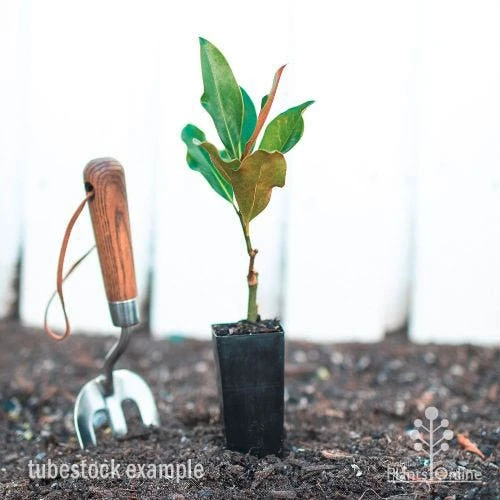 Magnolia Little Gem 4 Magnolia Little Gem - Image 4