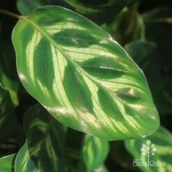 Calathea Makoyana - Peacock Plant -Plant Seed Store makoyana gold