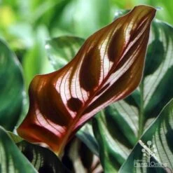 Calathea Makoyana - Peacock Plant -Plant Seed Store makoyana leaf
