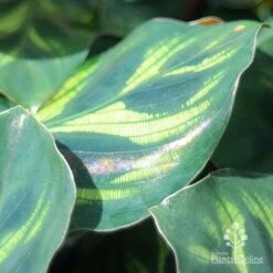 Calathea Makoyana - Peacock Plant -Plant Seed Store makoyana shimmer