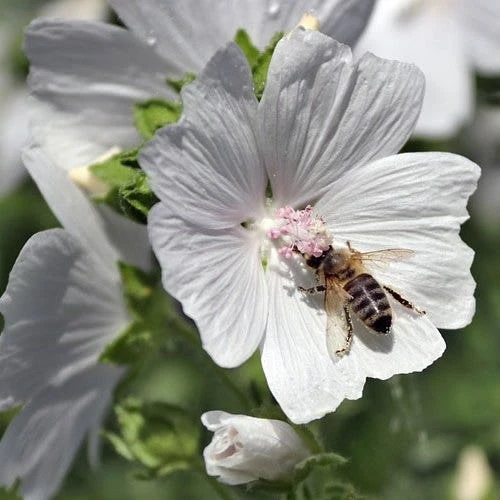 Musk Mallow - Seed 2 Musk Mallow - Seed - Image 2