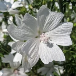 Musk Mallow - Seed 5 Musk Mallow - Seed -Plant Seed Store mallow white